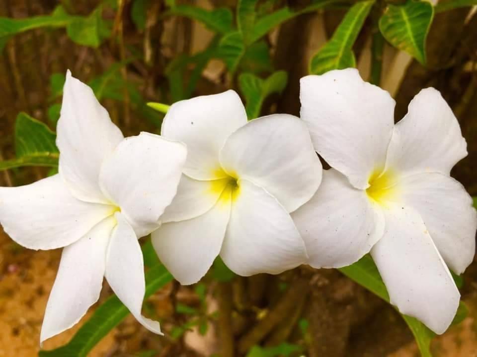 奴施的苹果住宿加早餐旅馆 Si Bun Ruang 外观 照片